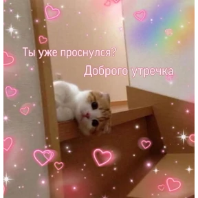 коты2 — стикер для MAX