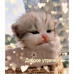 коты2 — стикер для MAX
