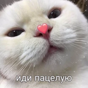 коты2 — стикер для MAX