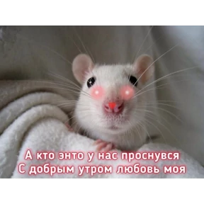 коты2 — стикер для MAX