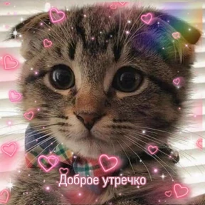 коты2 — стикер для MAX