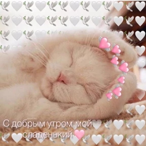 коты2 — стикер для MAX