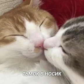 коты2 — стикер для MAX