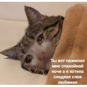 коты2 — стикер для MAX