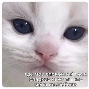 коты2 — стикер для MAX