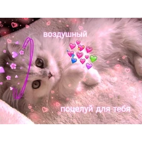 коты2 — стикер для MAX
