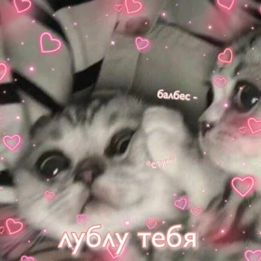 коты2 — стикер для MAX