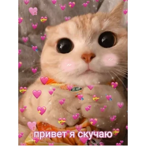 коты2 — стикер для MAX