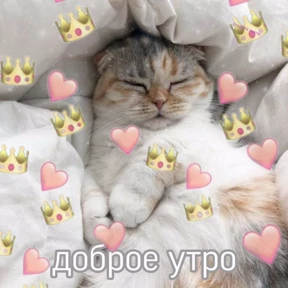 коты2 — стикер для MAX