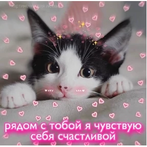 коты2 — стикер для MAX
