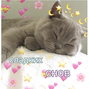 коты2 — стикер для MAX