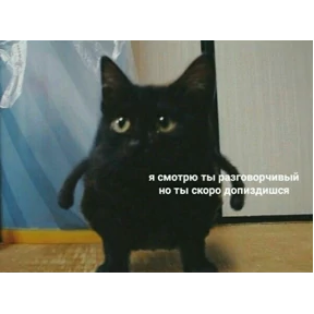 коты2 — стикер для MAX