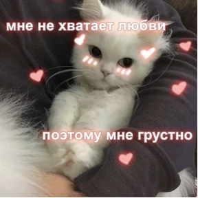коты2 — стикер для MAX