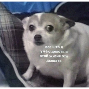 коты2 — стикер для MAX
