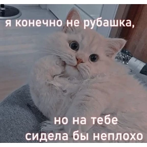коты2 — стикер для MAX