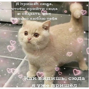 коты2 — стикер для MAX