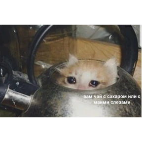 коты2 — стикер для MAX