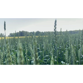 Орехов Лог - Краснозёрское — стикер для MAX