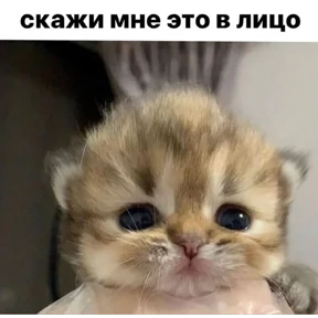 nxzx — стикер для MAX
