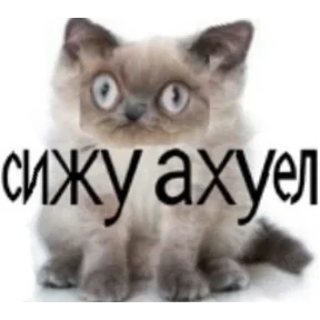 nxzx — стикер для MAX