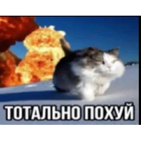 nxzx — стикер для MAX