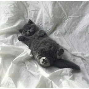 Котятки — стикер для MAX
