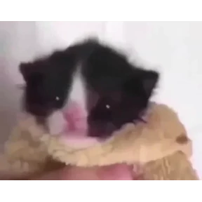 Котятки — стикер для MAX
