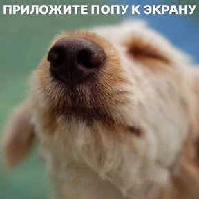 Черемша четырэ корондаша) — стикер для MAX