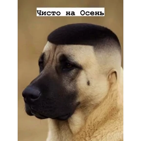 Черемша четырэ корондаша) — стикер для MAX