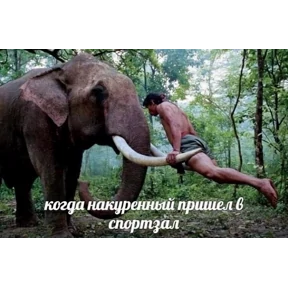 Черемша четырэ корондаша) — стикер для MAX