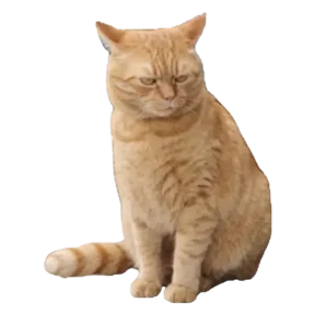 Арсик — стикер для MAX