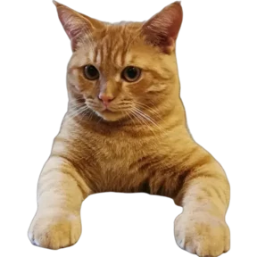 Арсик — стикер для MAX