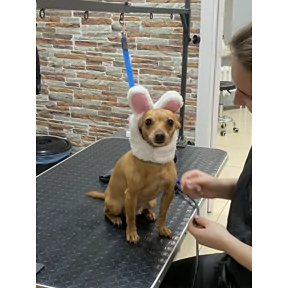 Рейчел — стикер для MAX