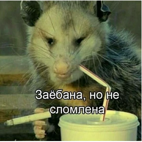 v.zimina — стикер для MAX