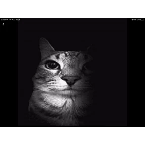 Кэты и пэсы — стикер для MAX