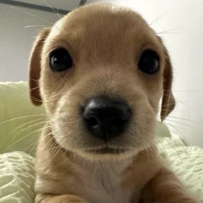 mimi — стикер для MAX