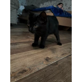 Любими — стикер для MAX