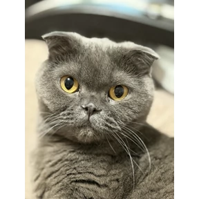 Бо — стикер для MAX