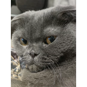 Бо — стикер для MAX