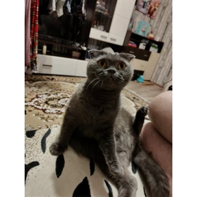 Бо — стикер для MAX