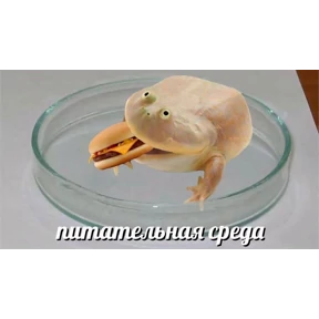 томатный макс — стикер для MAX