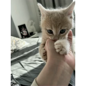 Микус — стикер для MAX