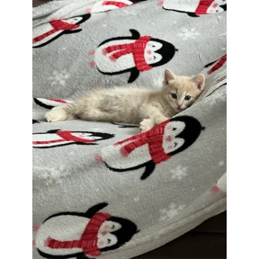 Микус — стикер для MAX