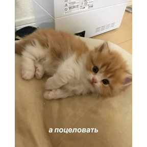 mimi — стикер для MAX