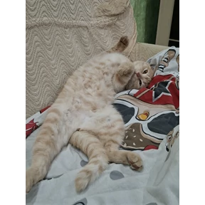 ну я — стикер для MAX