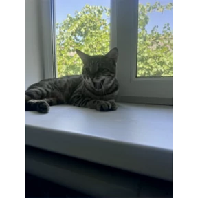 Васька — стикер для MAX