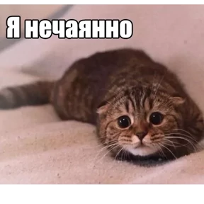 Котики в шапочках — стикер для MAX