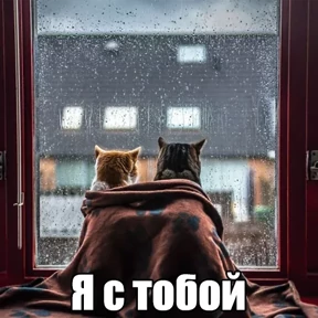 Котики в шапочках — стикер для MAX