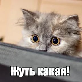 Котики в шапочках — стикер для MAX