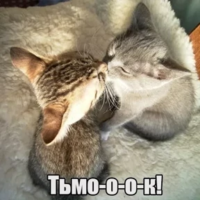 Котики в шапочках — стикер для MAX
